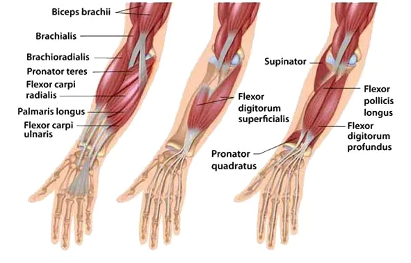 Forearm Muscles