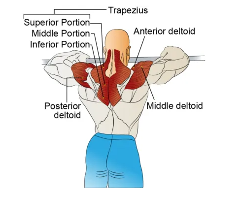 what are upright rows