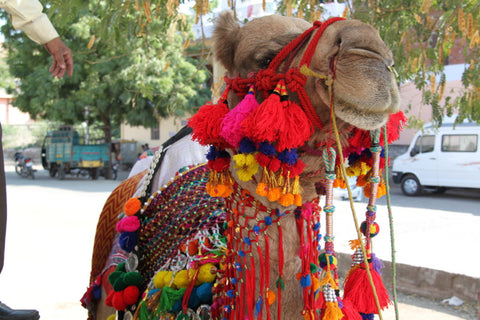 Decorated Camel from India; photo by WomanShopsWorld