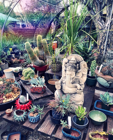 Cacti & Succulent Garden Inspiration, photo by WomanShopsWorld
