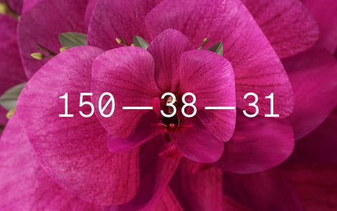 Orchid Flower, WGSN Color of the Year 2022, Color Trends for 2022, by WomanShopsWorld