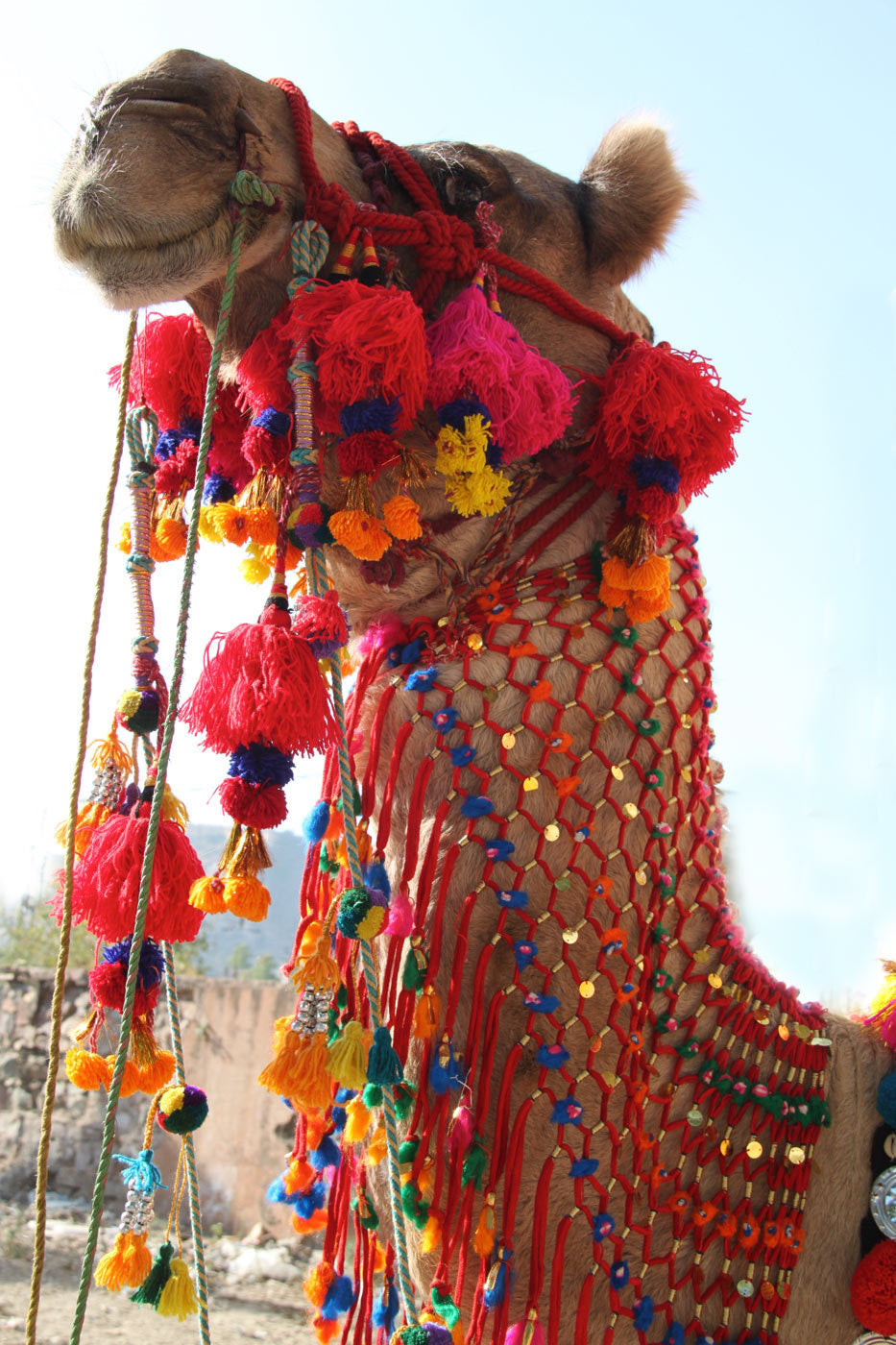 a Tassel On It : Bright Colorful Camel Pom/Tassel, 1 pc WomanShopsWorld