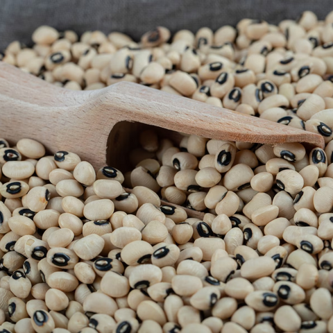 NON-GMO Forage Soybeans