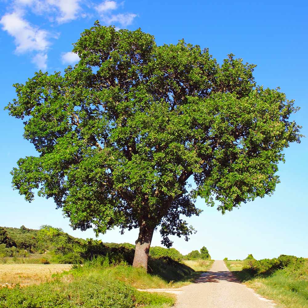 Oak Tree