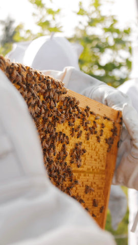 Abeja Reyna Celebra el Día Mundial del Apicultor