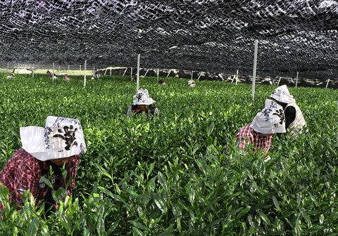 祇園 北川半兵衞 日本茶の茶葉を生産する茶畑の様子