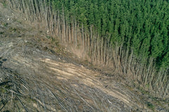 deforestation from paper usage