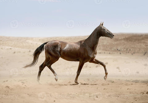 Akhal teke