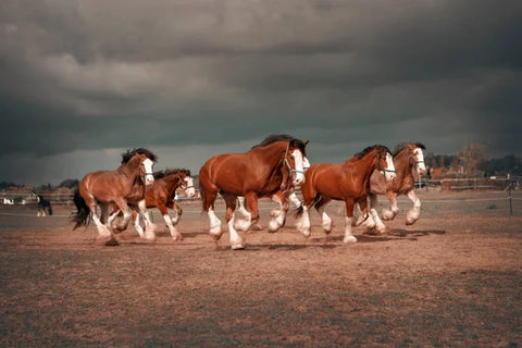 Clydesdale horse