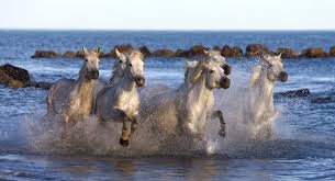 cheval camarguais