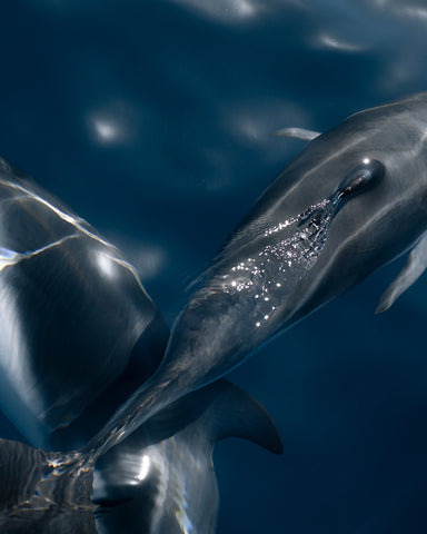 Delfin Oscuro 