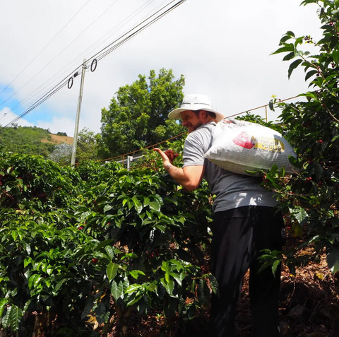 Giancarlo at Penelope Coffee Roasters