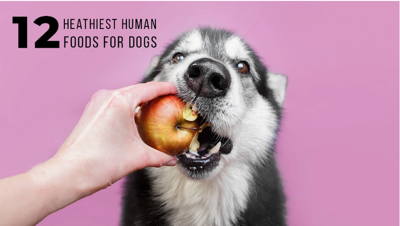 what human foods can dogs eat