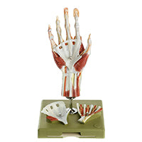 SOMSO Surgical Hand Model – GTSimulators.com