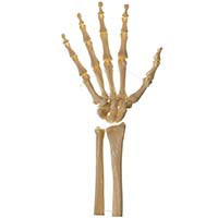 Skeleton of the Hand