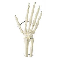 Hand Skeleton 