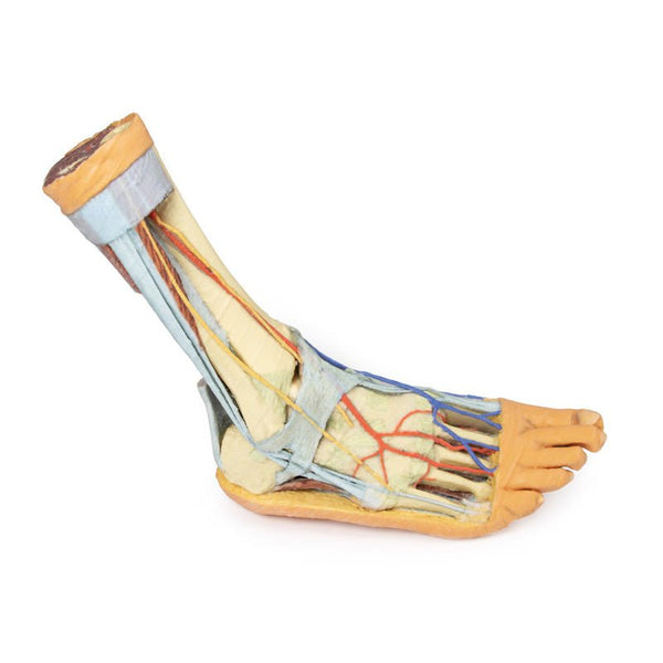 3D Printed Foot with deep structures of the distal leg and foot –  