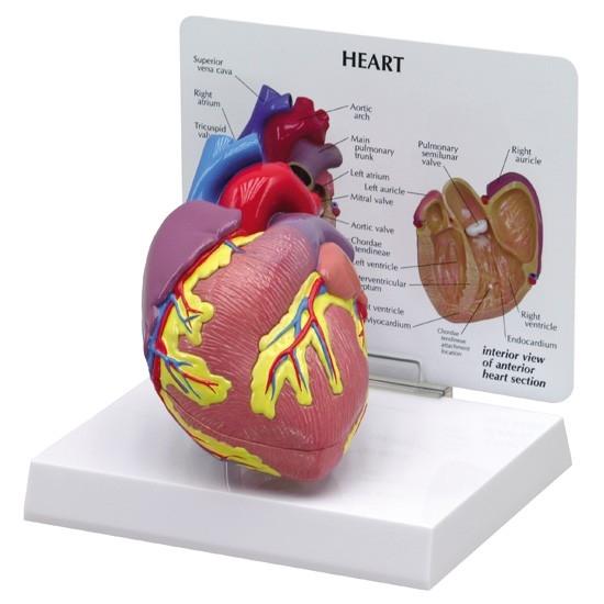 The human heart • Heart Research Institute