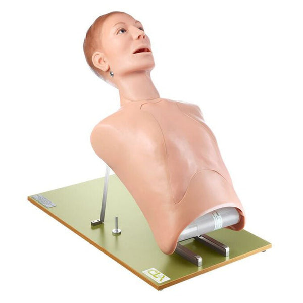 SOMSO Muscle Arm Model with Shoulder Girdle