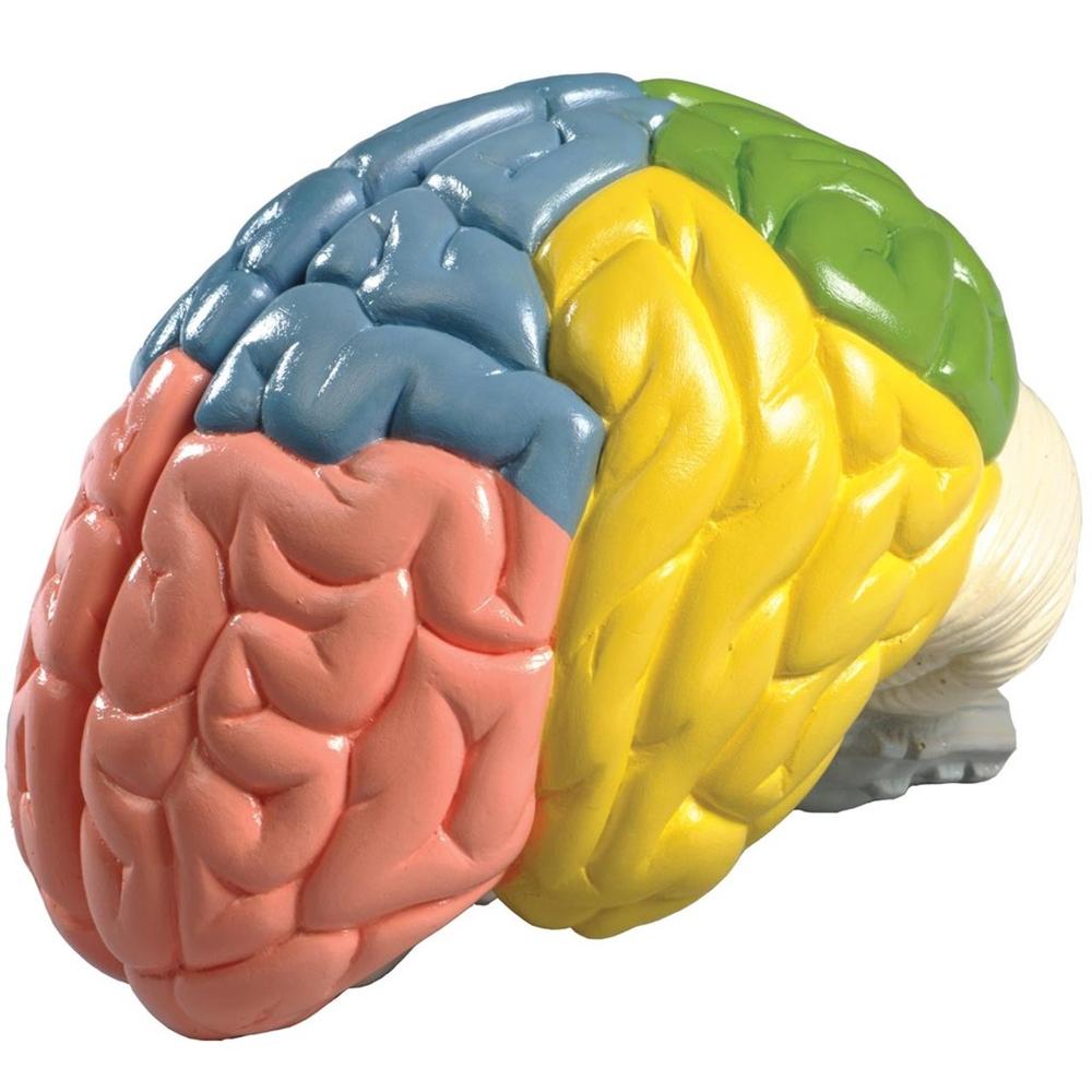 Cerebral Regions Brain, 2-part (0156-00) – GTSimulators.com