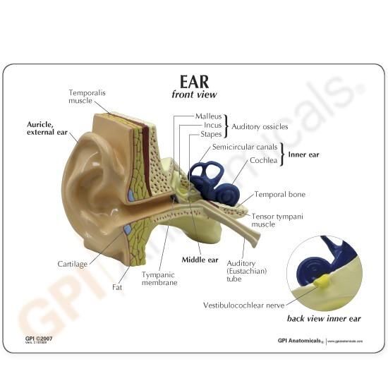 vestibulocochlear nerve model