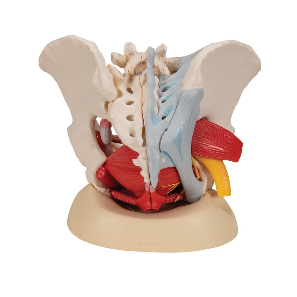 1:1 Female pelvic girdle pelvic floor muscle model Accessory reproductive  organ