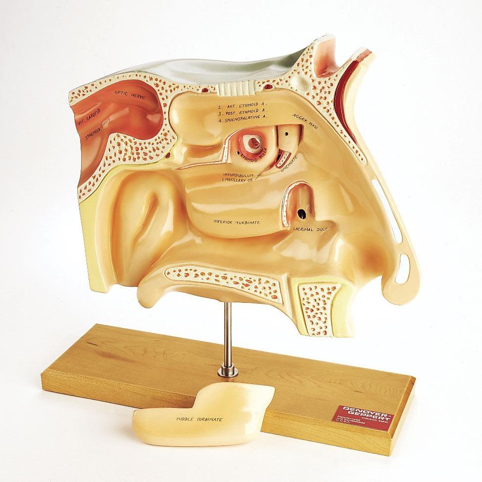 nasal cavity model labeled