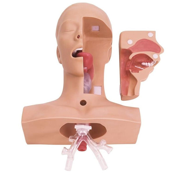 AK116 PUERPERAL UTERUS PALPATION TRAINING MODEL - WEARABLE - Adam,Rouilly