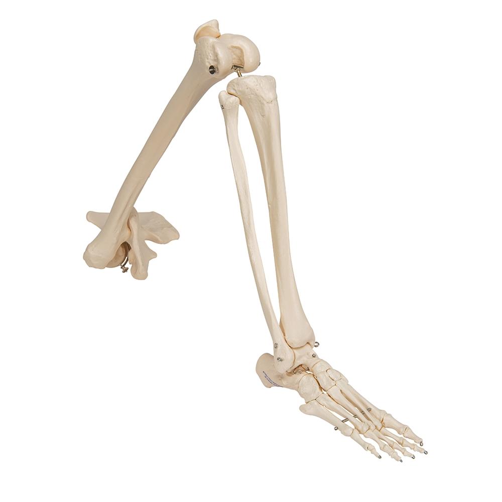 Leg Skeleton with Hip Bone – GTSimulators.com