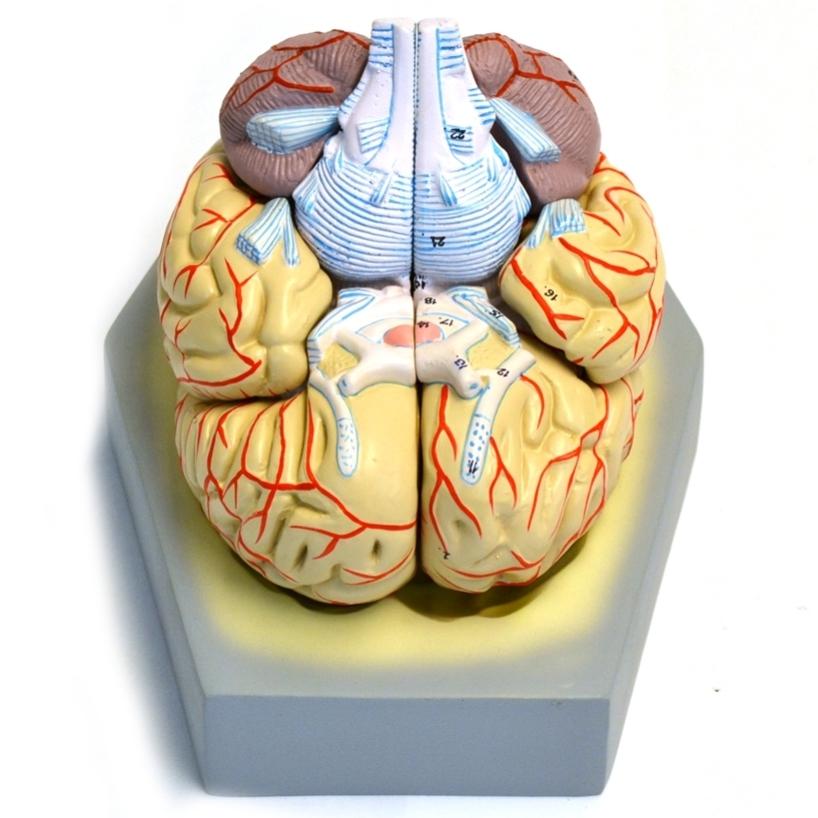 brain model labeled cranial nerves