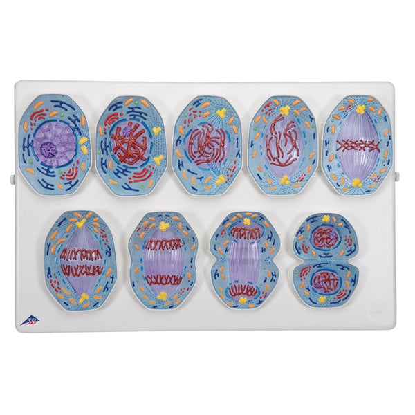 Mitosis Model from 3B Scientific – 