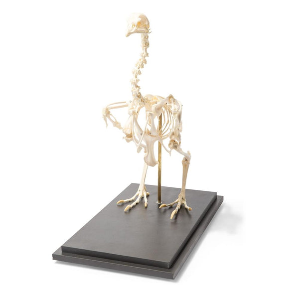 Real Dog Skeleton, Size M, Specimen –