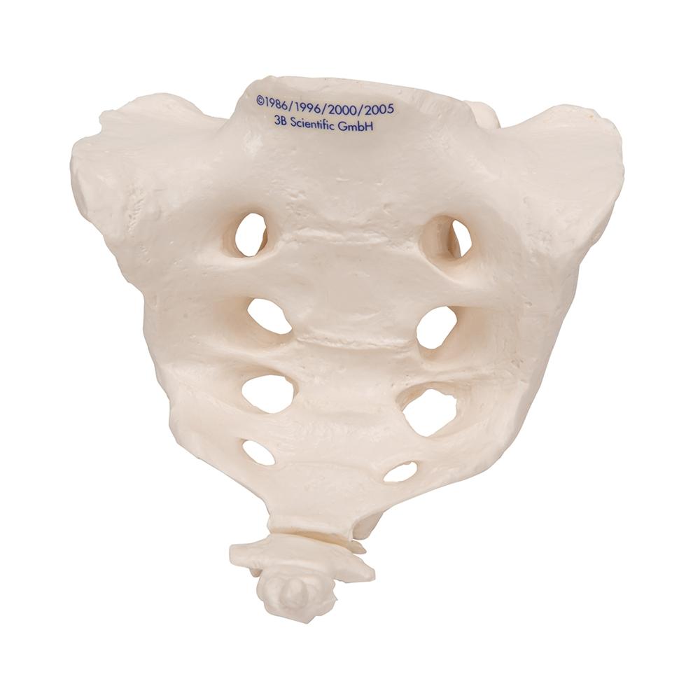 sacrum and coccyx