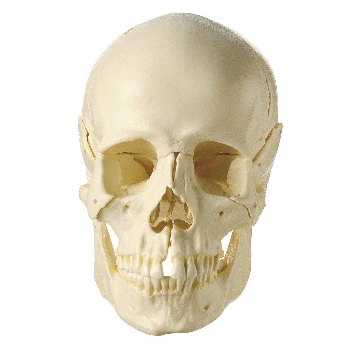 SOMSO 14-Piece Model of the Skull – GTSimulators.com