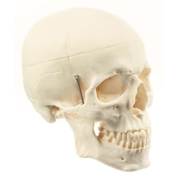 Kijkgat Interactie ochtendgloren SOMSO Artifical Skull, Lower Jaw Movable – GTSimulators.com