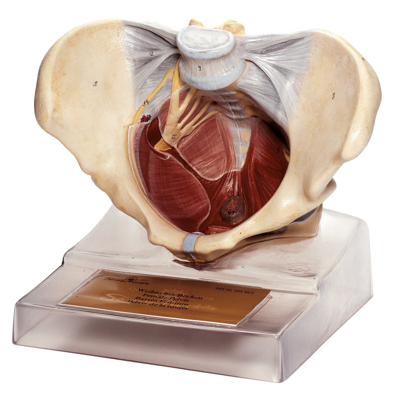 Female Pelvis Cross-Section Model –