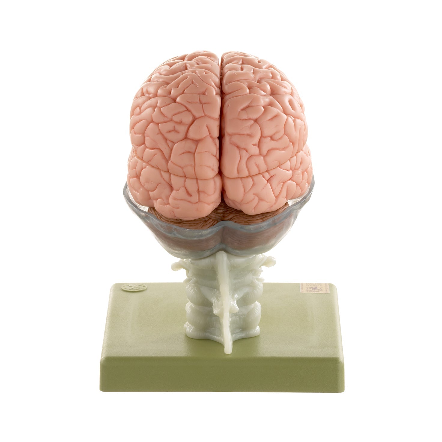 SOMSO Model of the Human Brain | SOMSO Human Brain Model 