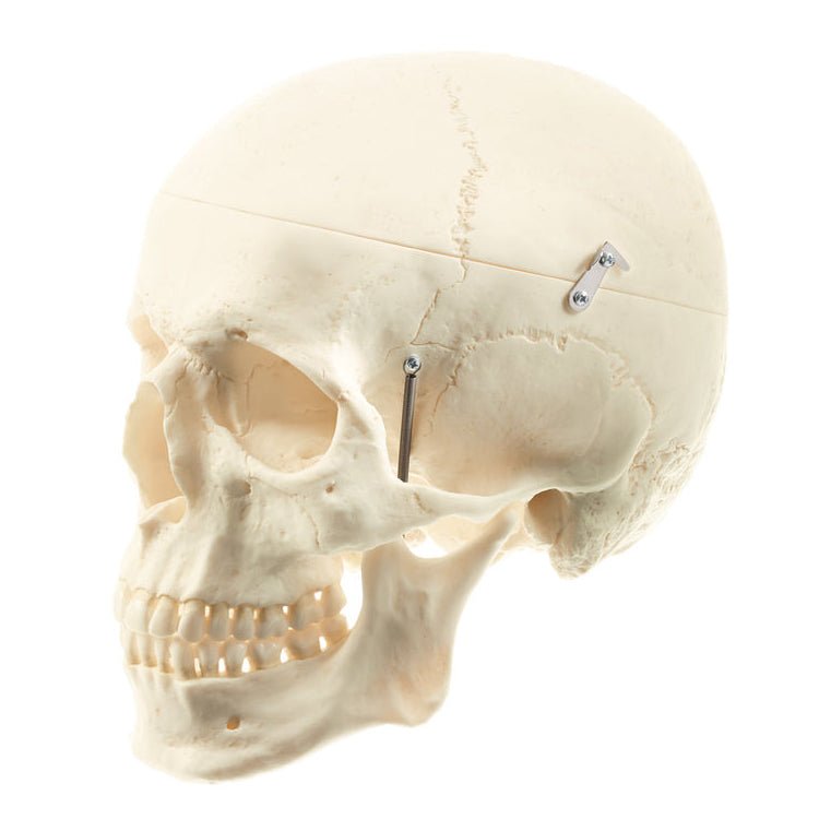 Intentie vergeetachtig verlangen SOMSO Life-like Artificial Human Skull, 3-Part – GTSimulators.com