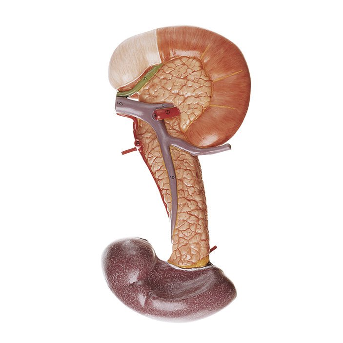 spleen and pancreas