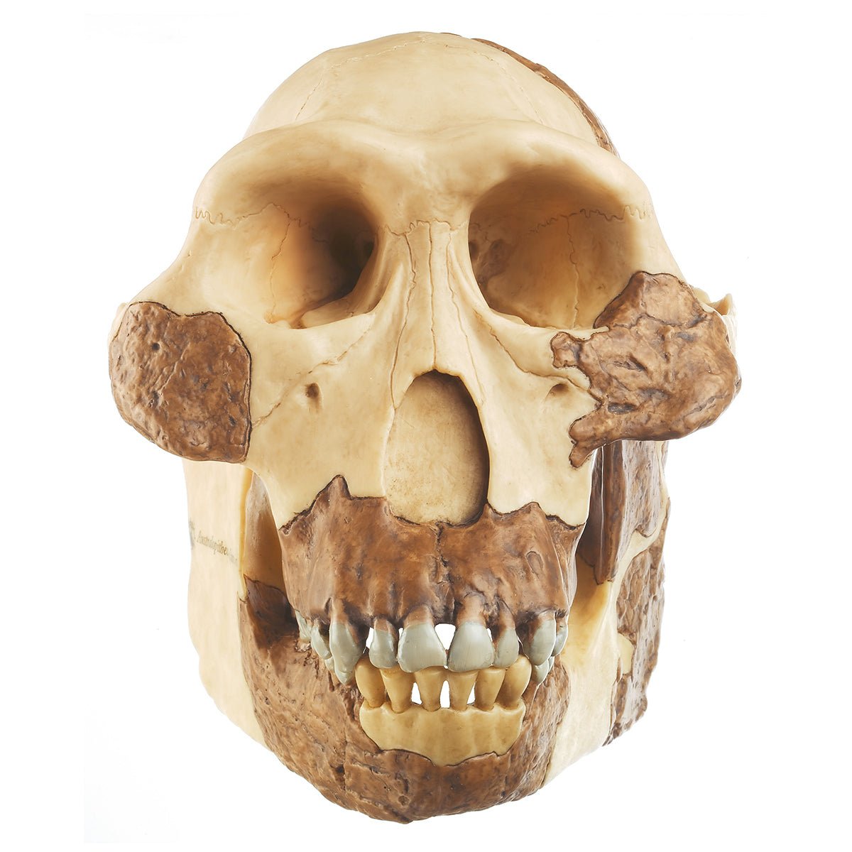 australopithecus reconstruction