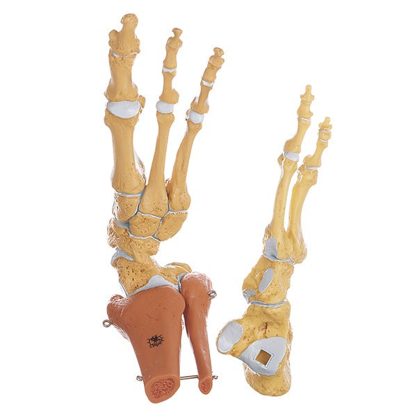 SOMSO Arm Skeleton with Shoulder Girdle –