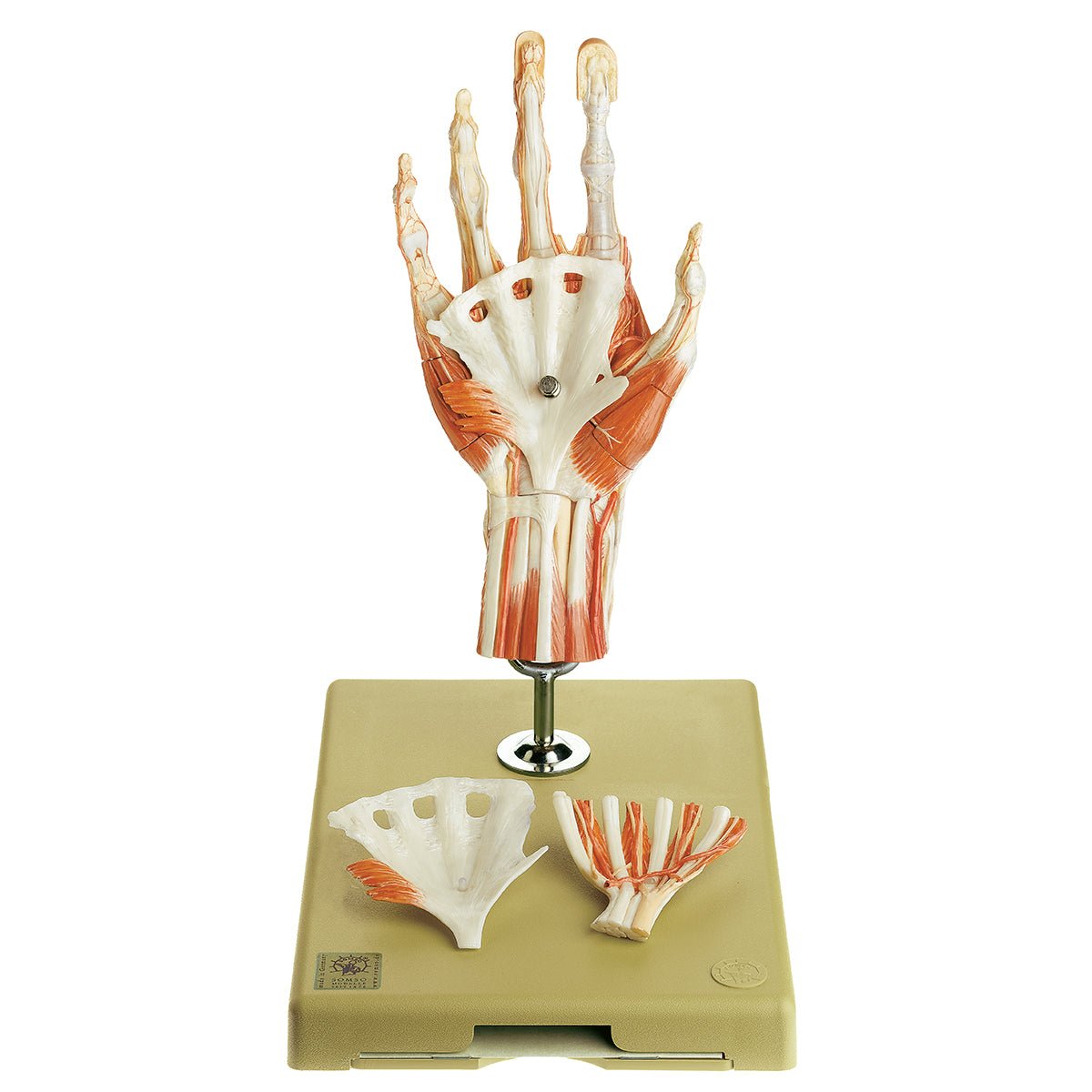 SOMSO Surgical Hand Model