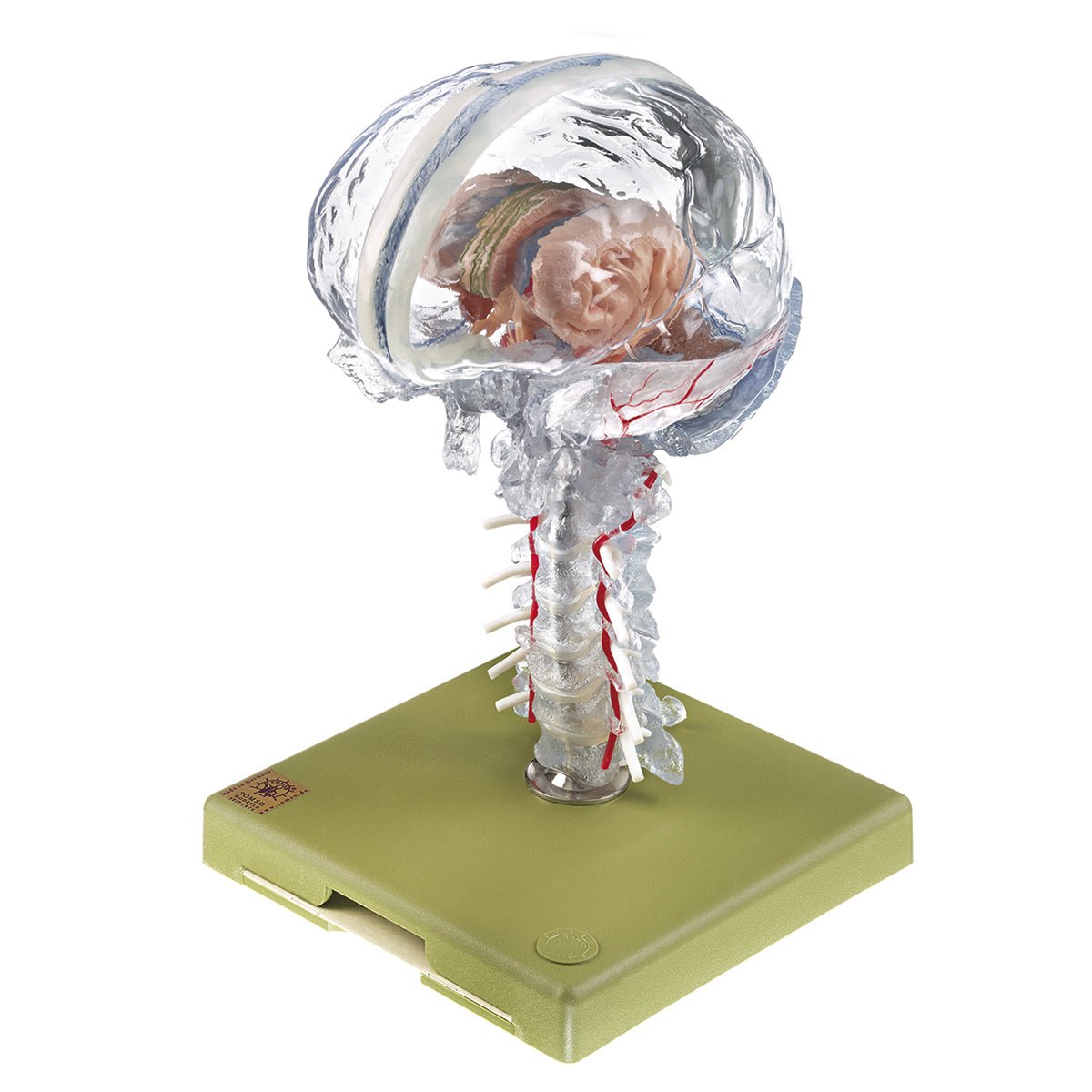 SOMSO Artifical Skull, Lower Jaw Movable – GTSimulators.com