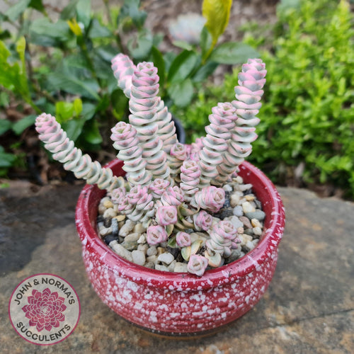 Amazon.com : Crassula Baby Necklace Worm Succulent | Live Healthy Unique  Succulents for Home Office Decoration (4