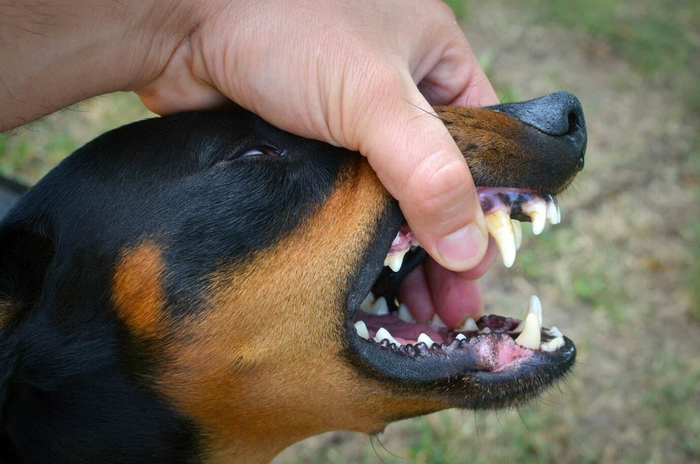 Mundgeruch bei Hunden