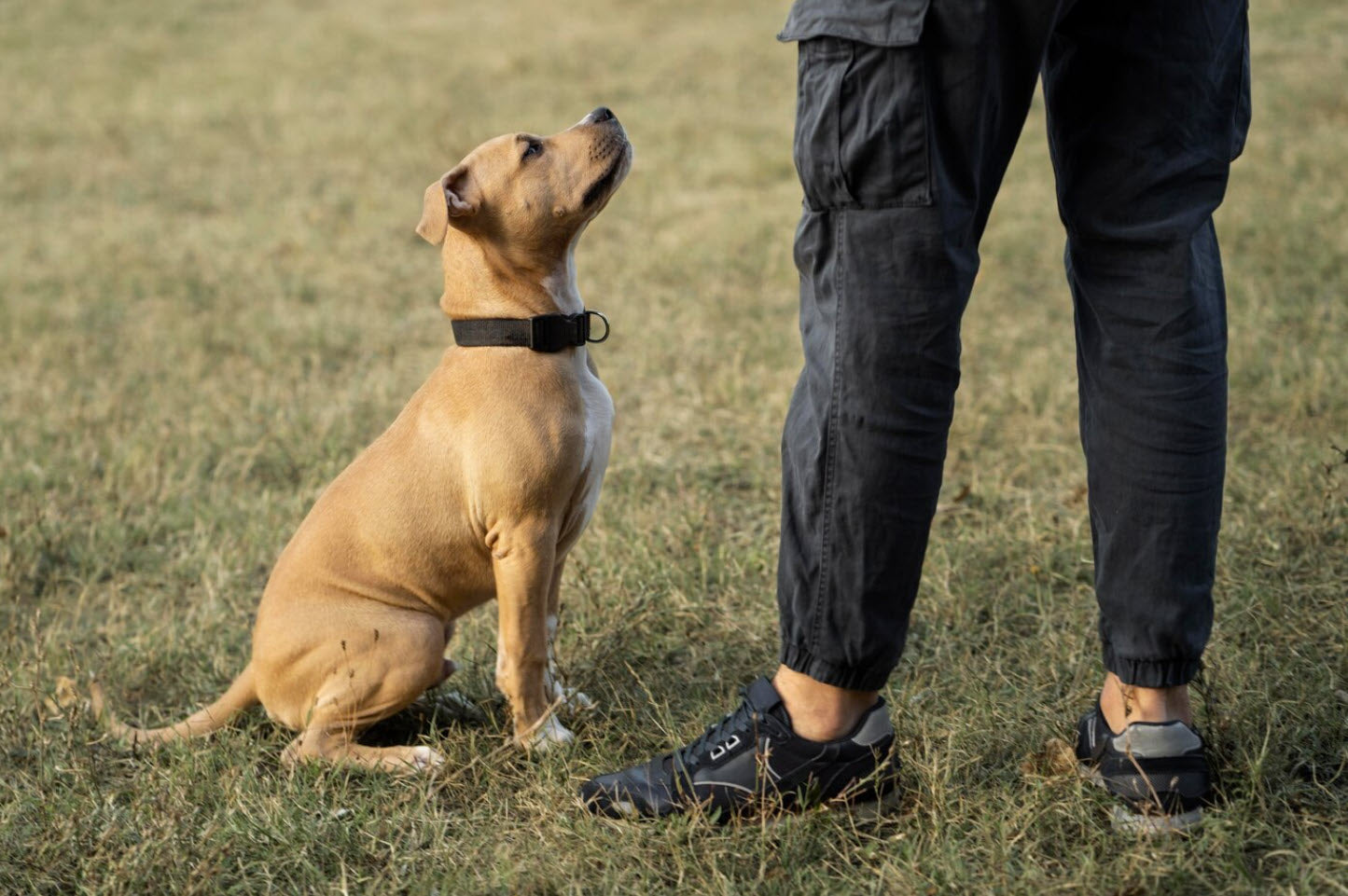 Diese Fehler sollten vermieden werden, um ein erfolgreiches Hundetraining zu sichern