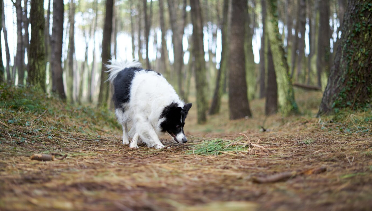 Diese Frühlingspflanze ist giftig für Hunde