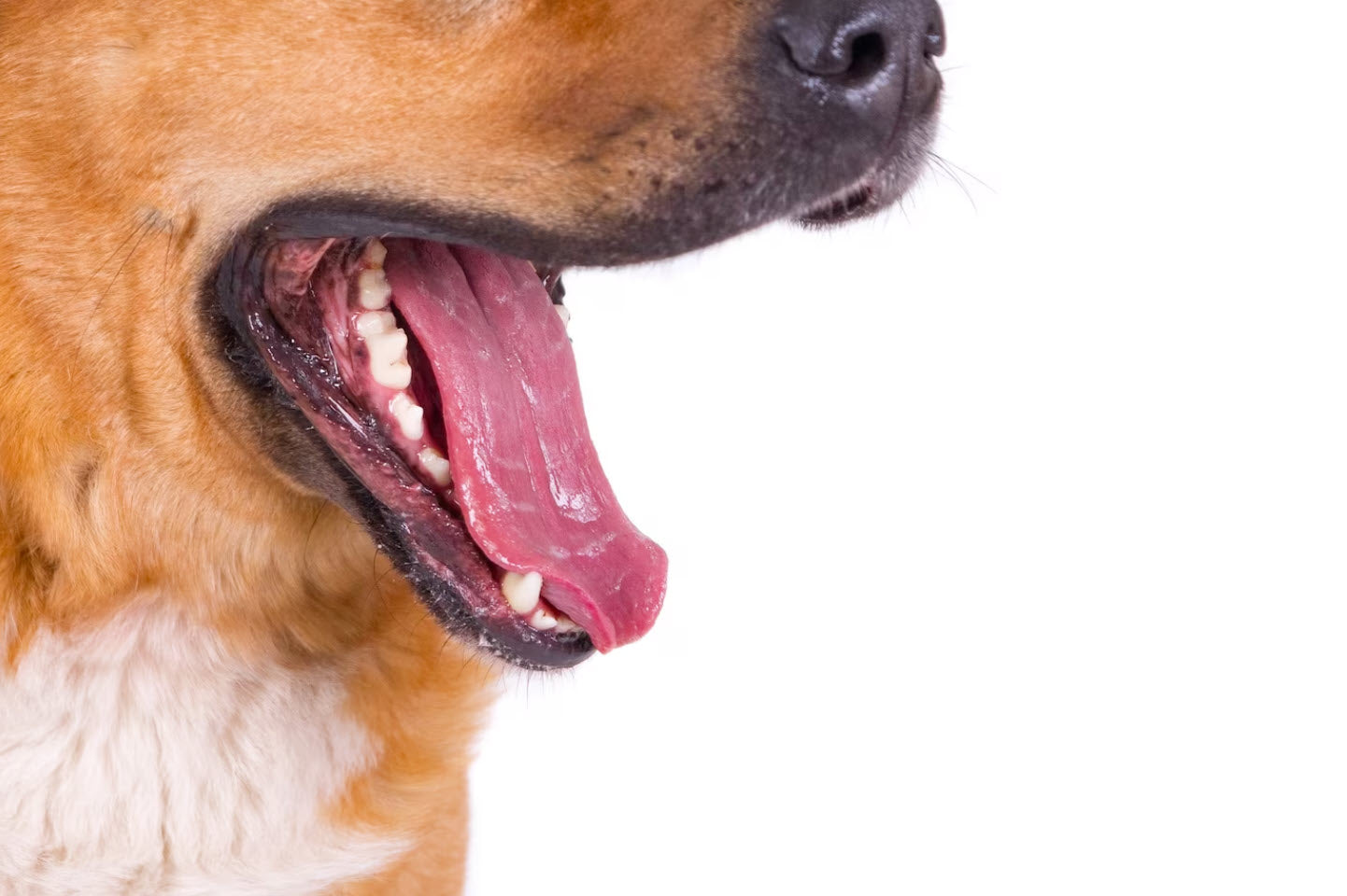 Was sind die Gründe für das vermehrte Sabbern bei Hunden