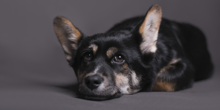 Giardien beim Hund