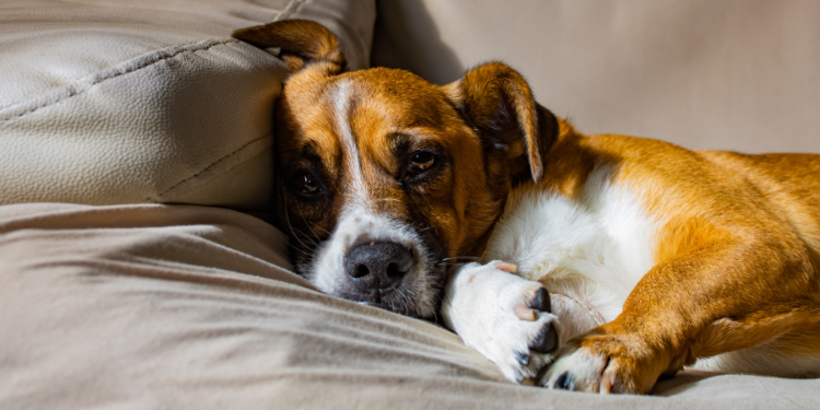 Magendrehung beim Hund